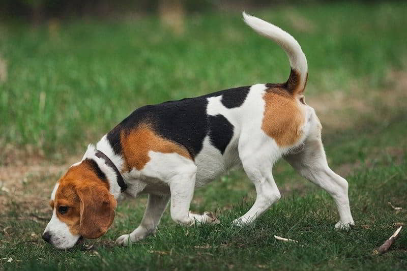 beagle-1