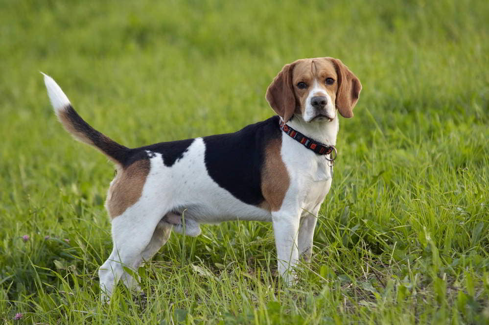 beagle-2
