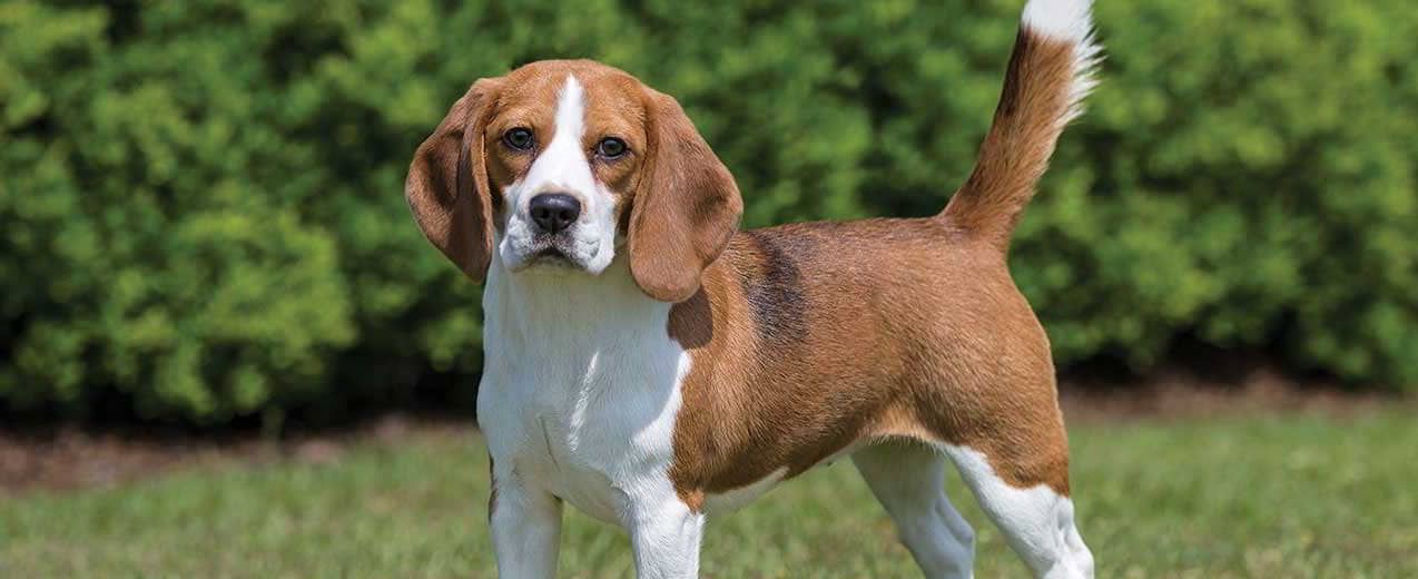 Beagle: Dog Breed Profile