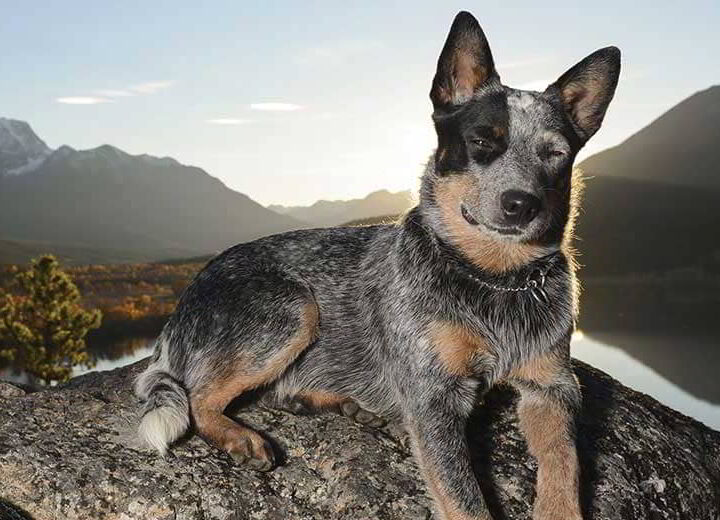 Blue Heeler (Australian Cattle Dog): Dog Breed Profile