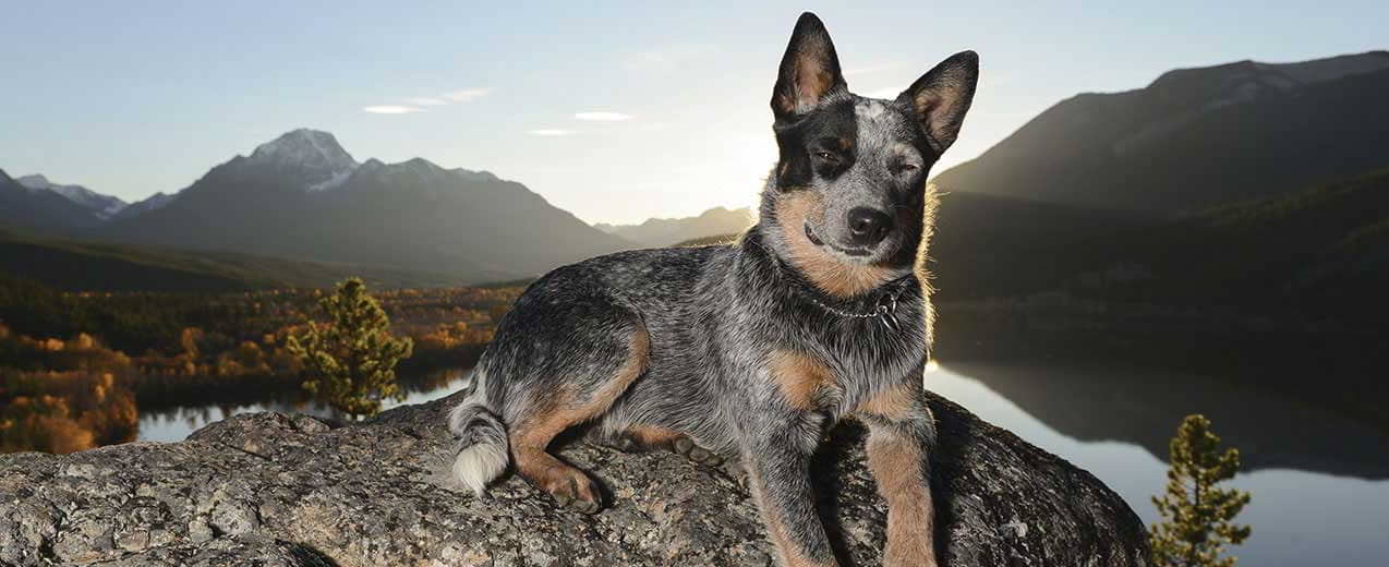 Blue Heeler (Australian Cattle Dog): Dog Breed Profile