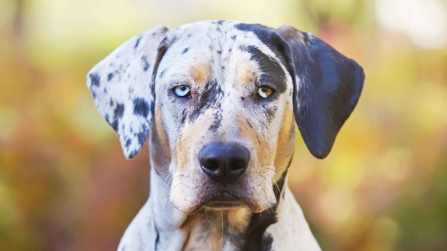 How to Care for a Catahoula Leopard Dog