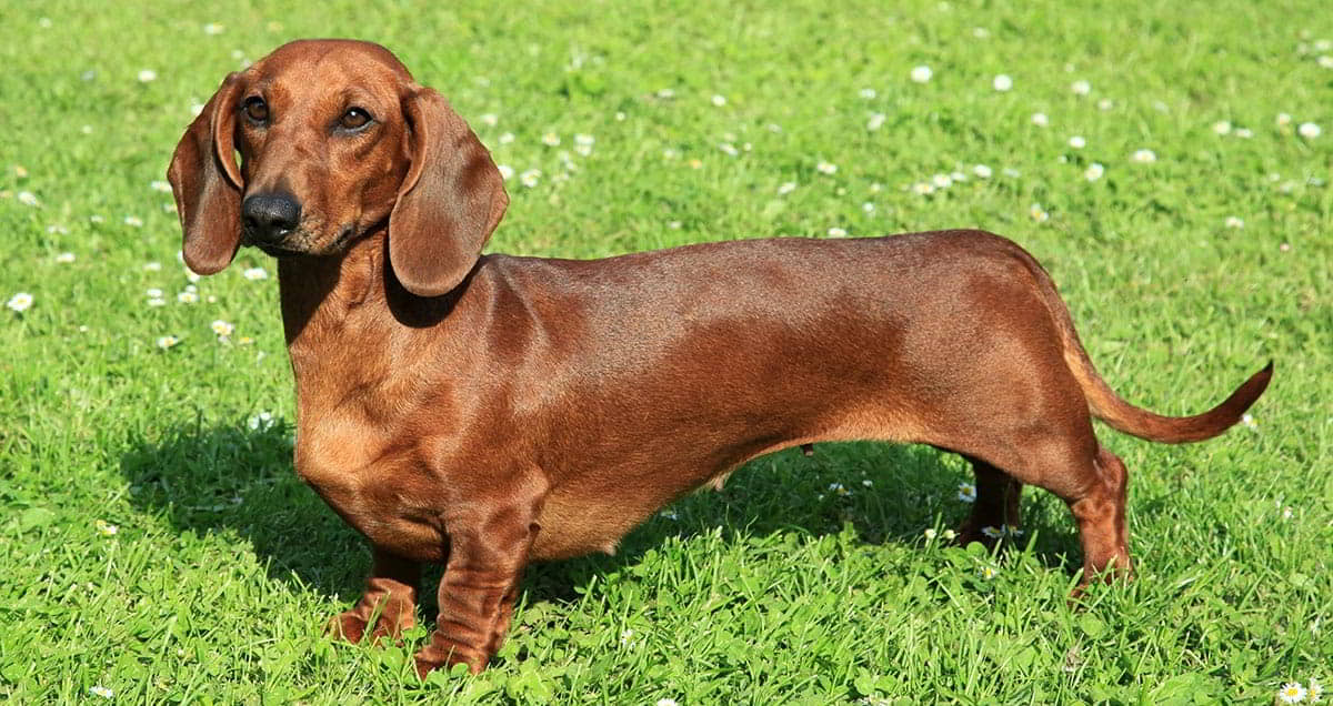 Dachshund (Doxie): Dog Breed Profile