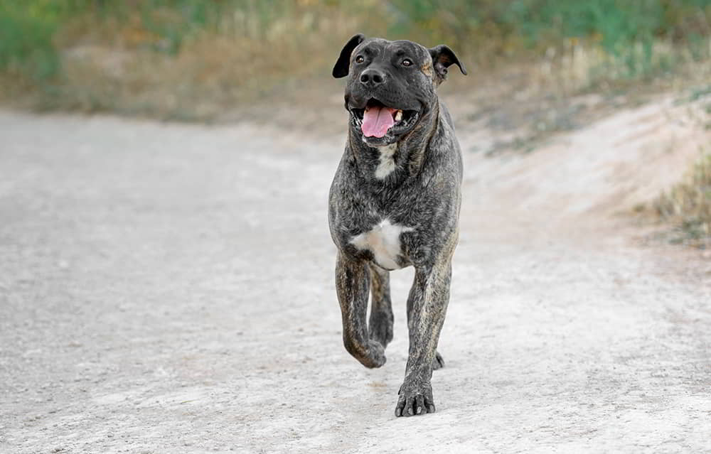 perro-de-presa-canario-2