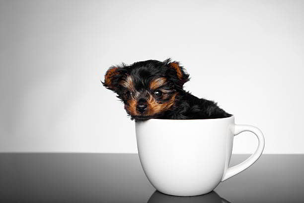 teacup-dogs-1