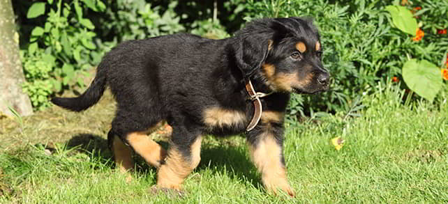 Hovawart: Dog Breed Profile