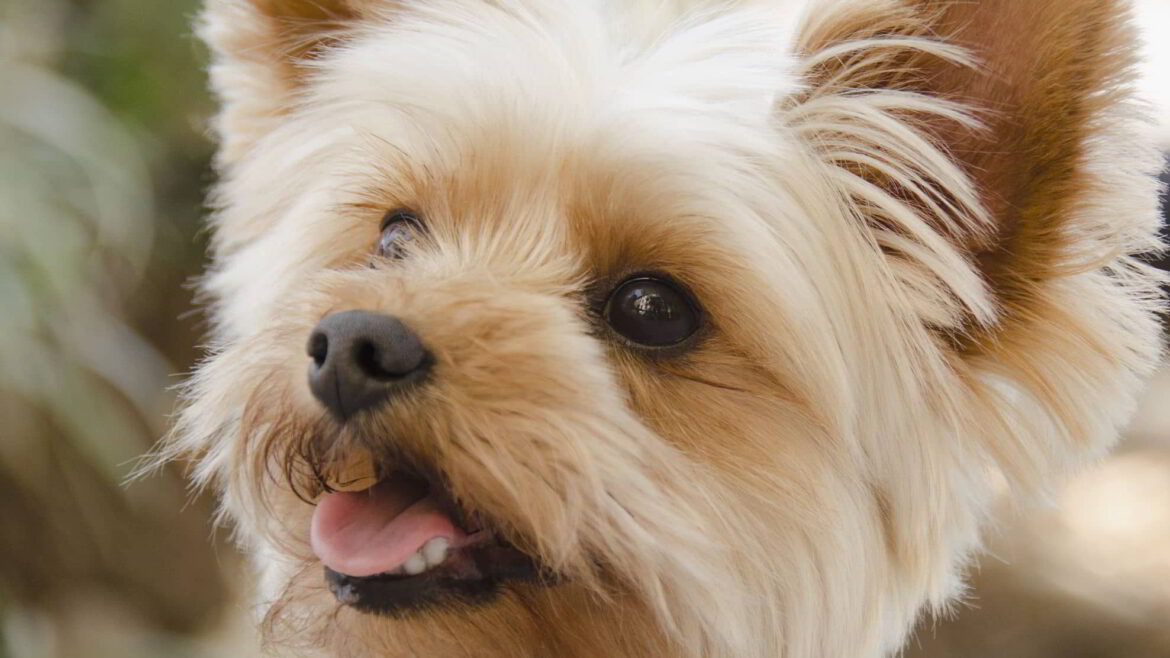 Yorkshire Terrier (Yorkie): Dog Breed Profile
