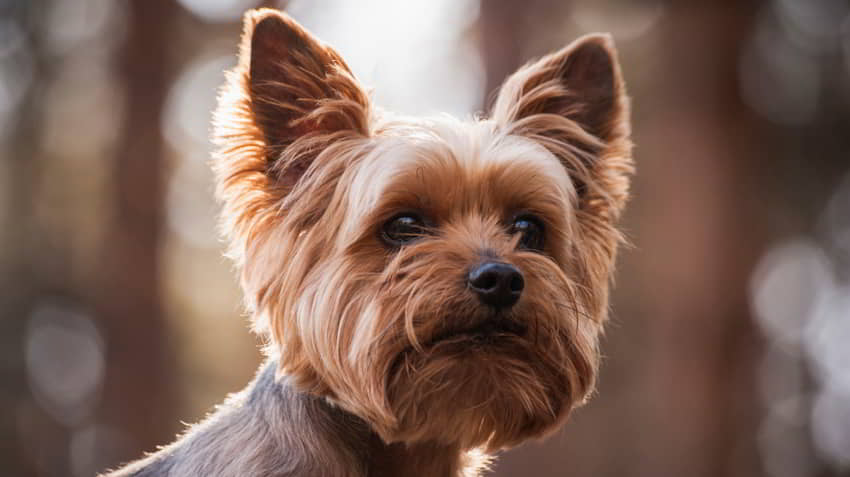 yorkshire-terrier-3