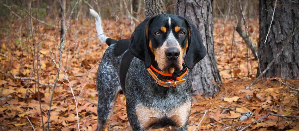 Bluetick Coonhound: Dog Breed Profile
