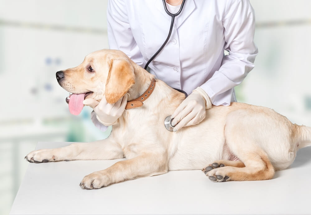 Caring For Dogs With Chronic Kidney Failure