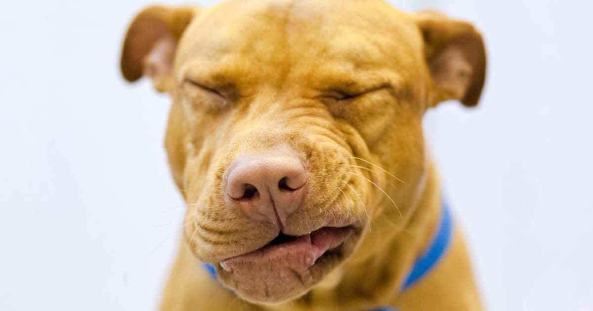 Is Your Dog Coughing And Sneezing?
