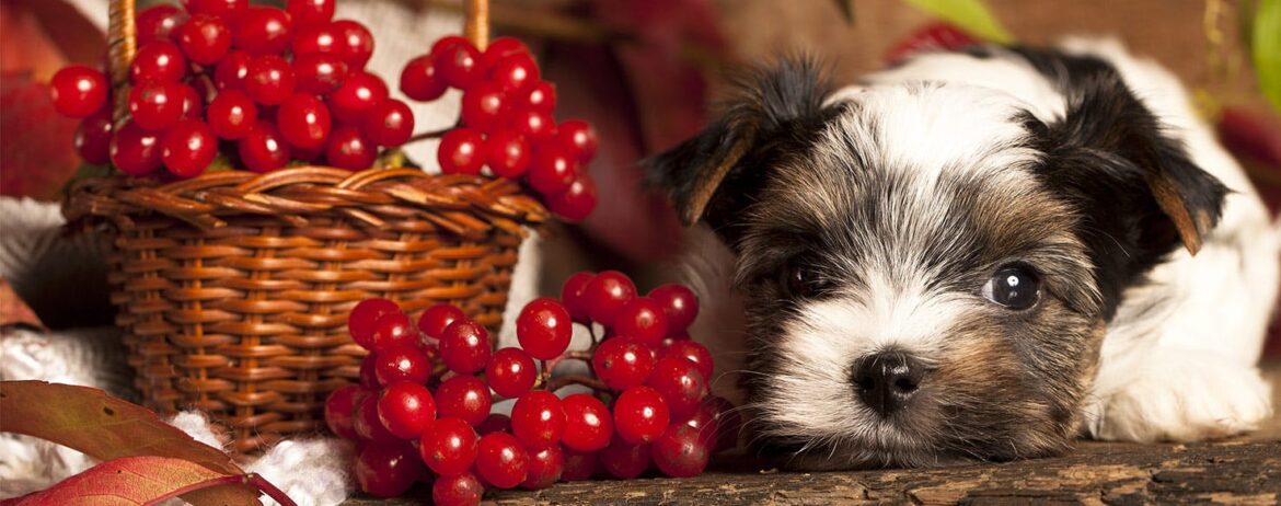 Can Cranberries Cure Canine Troubles?