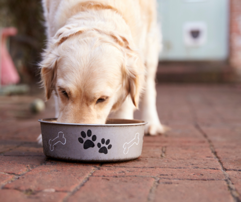 dogs-digest-food-3