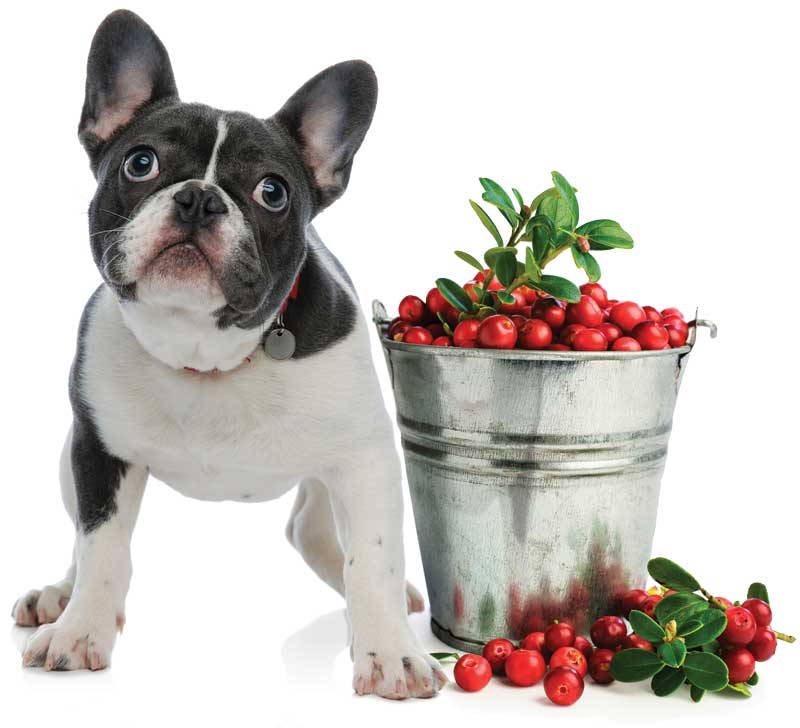 cranberries-cure-canine-troubles