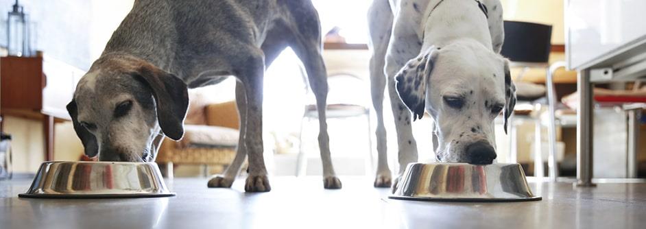 Which Is Best: Dry Dog Food or Wet Dog Food?