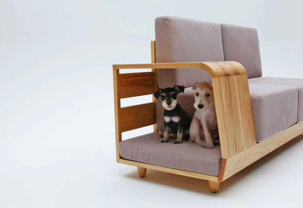 dog-have-sofa-1