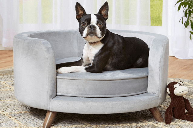 Should Your Dog Have Sofa Privileges?