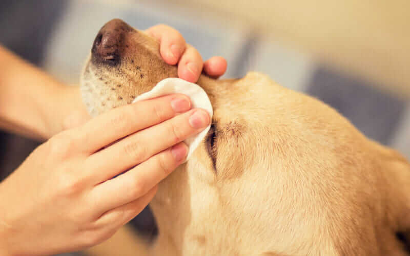 Cleaning Your Dog’s Face and Eyes