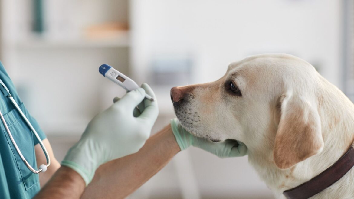 How To Take Your Dog’s Temperature
