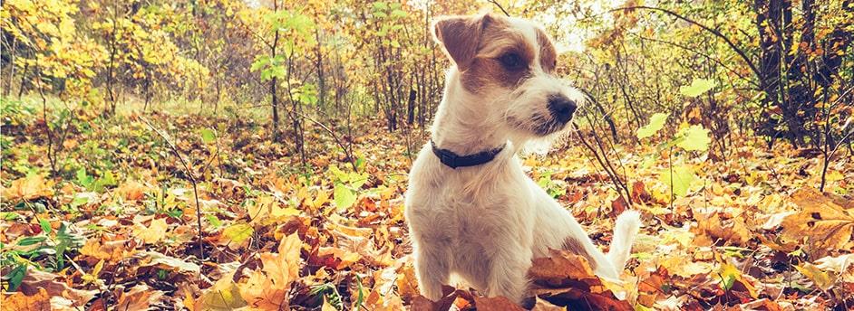 7 Fall Activities to Enjoy with Your Dog
