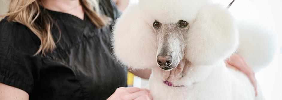 history-of-poodle-grooming-1