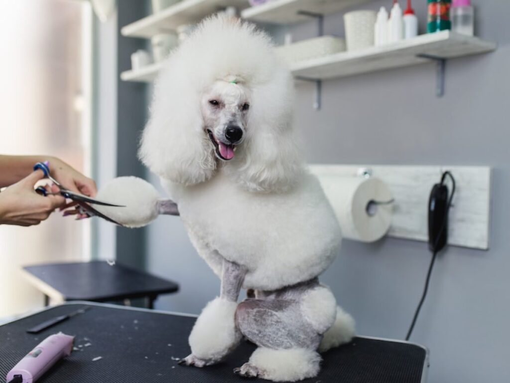 history-of-poodle-grooming-2