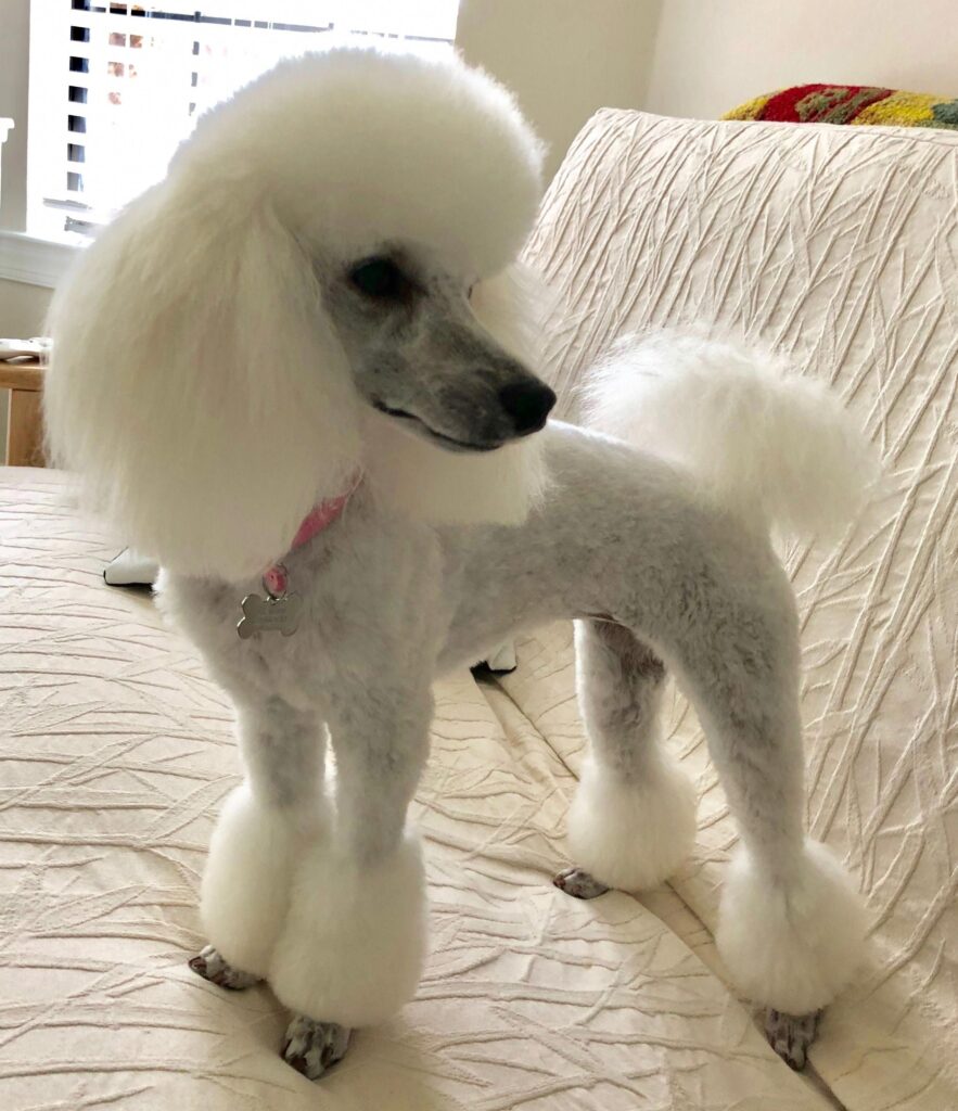history-of-poodle-grooming