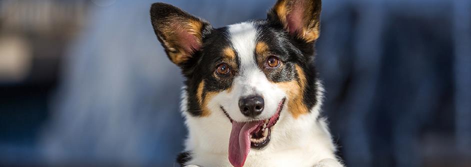Idiopathic Vestibular Disease in Dogs
