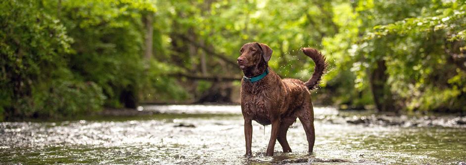 Health Risks for Labrador Retrievers