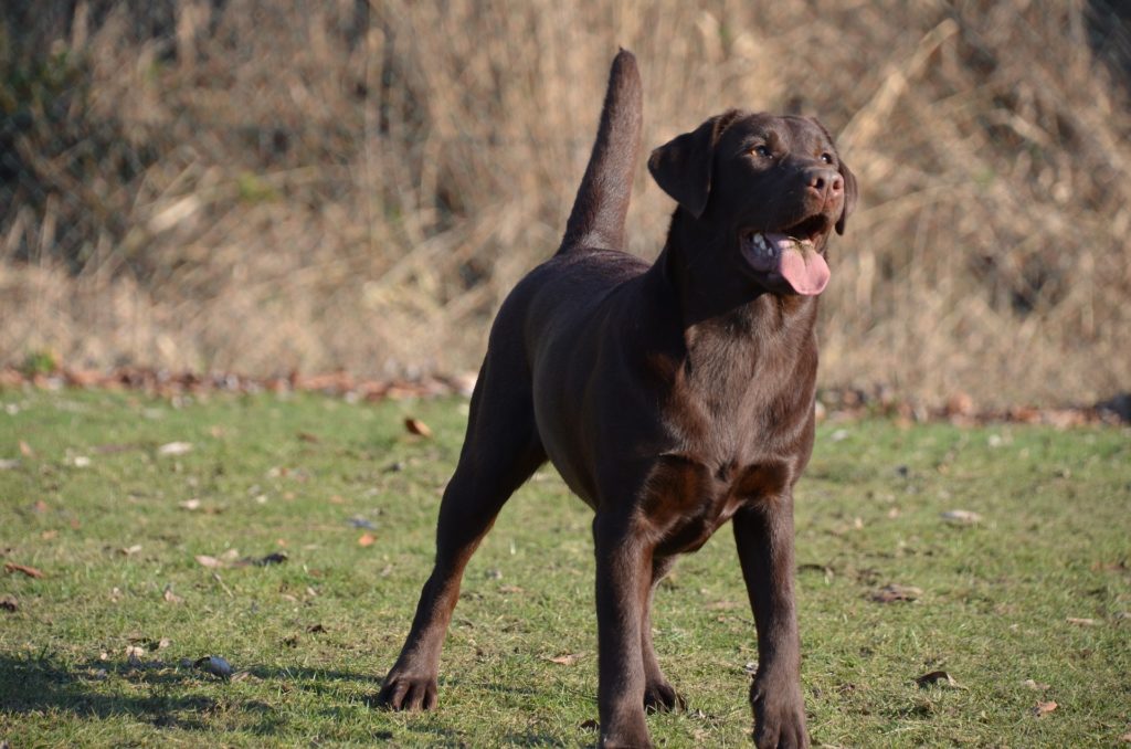 labrador-retrievers