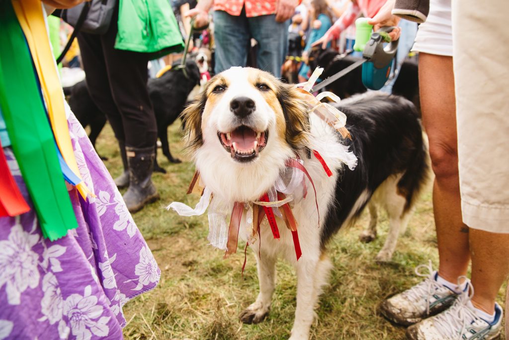 Summer music festivals are goin’ to the dogs!