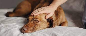 Common diseases in older dogs: Seizures