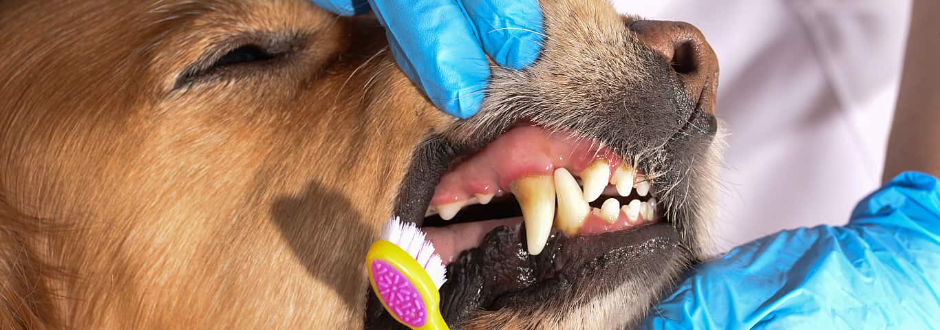 Oral Care: Preventing Gum Disease & Serious Problems