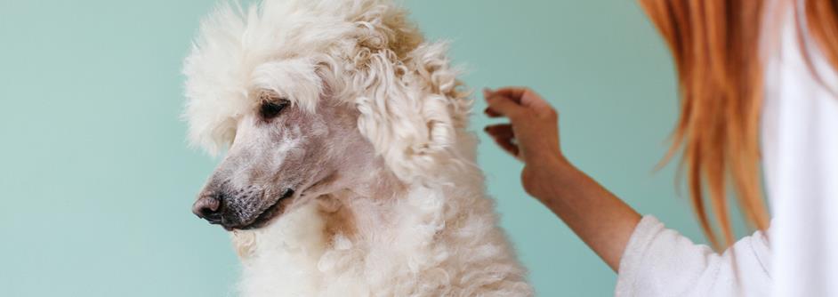 Poodle Hair Care 101