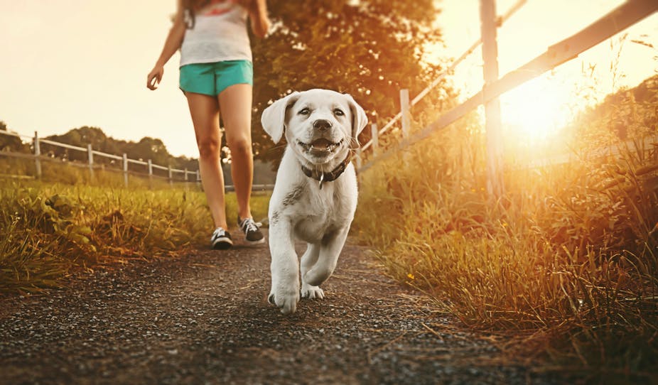Your Dog’s Primal Need to Be Walked