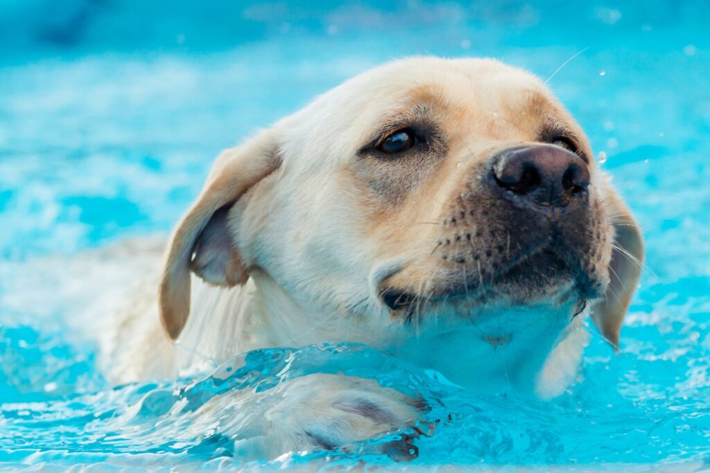 swim-with-your-dog-1