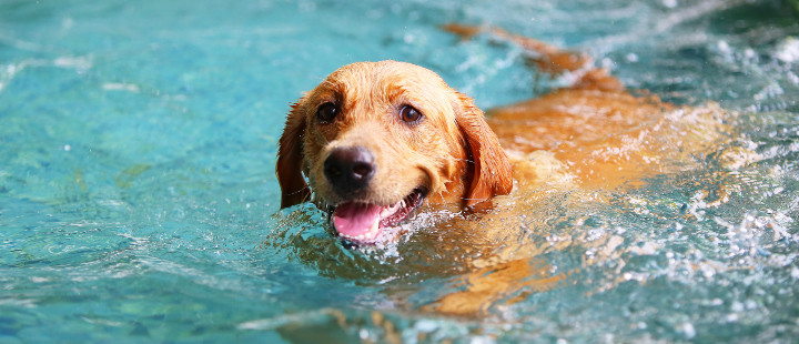 In the Swim With Your Dog