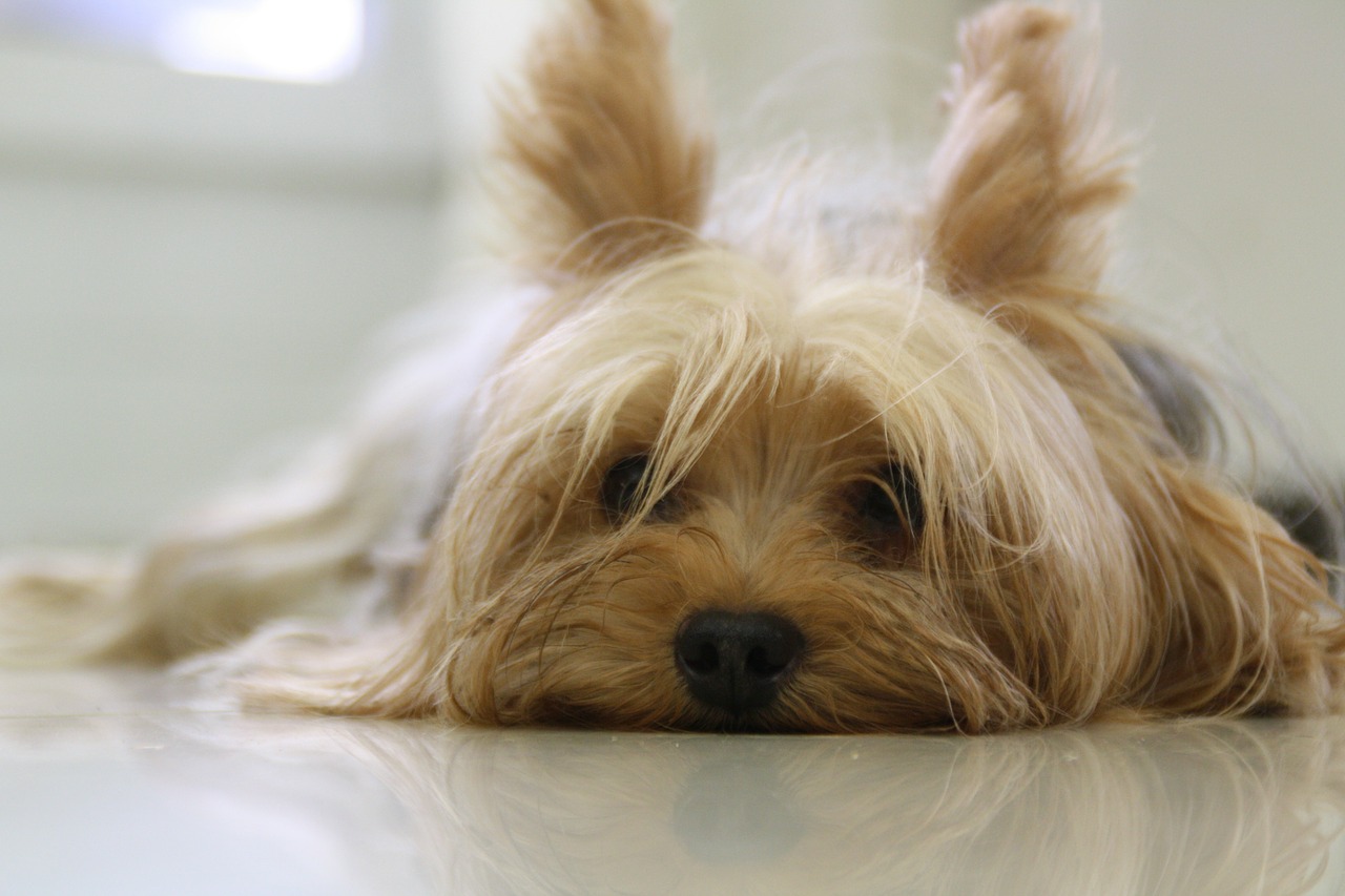 All About The Yorkie’s Hair