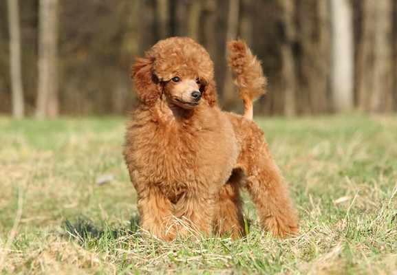 toy-poodle-1