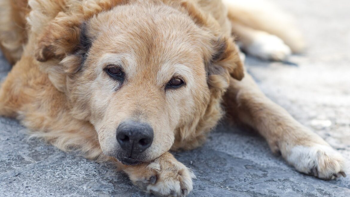 Common diseases in older dogs: Urinary incontinence