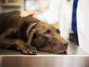 Common diseases in older dogs: Loss of appetite