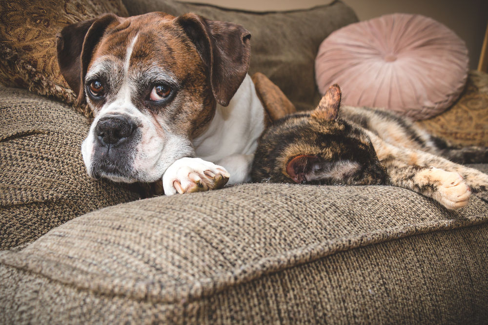 boxers-and-cats-2