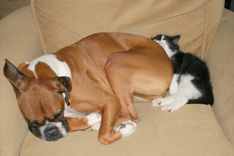 boxers-and-cats-3