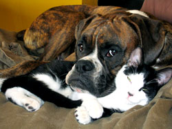 boxers-and-cats
