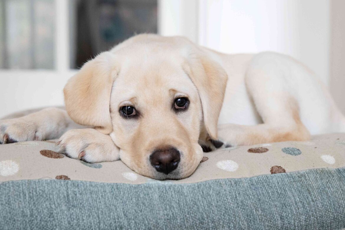 Puppies 101: How to Care for a Puppy