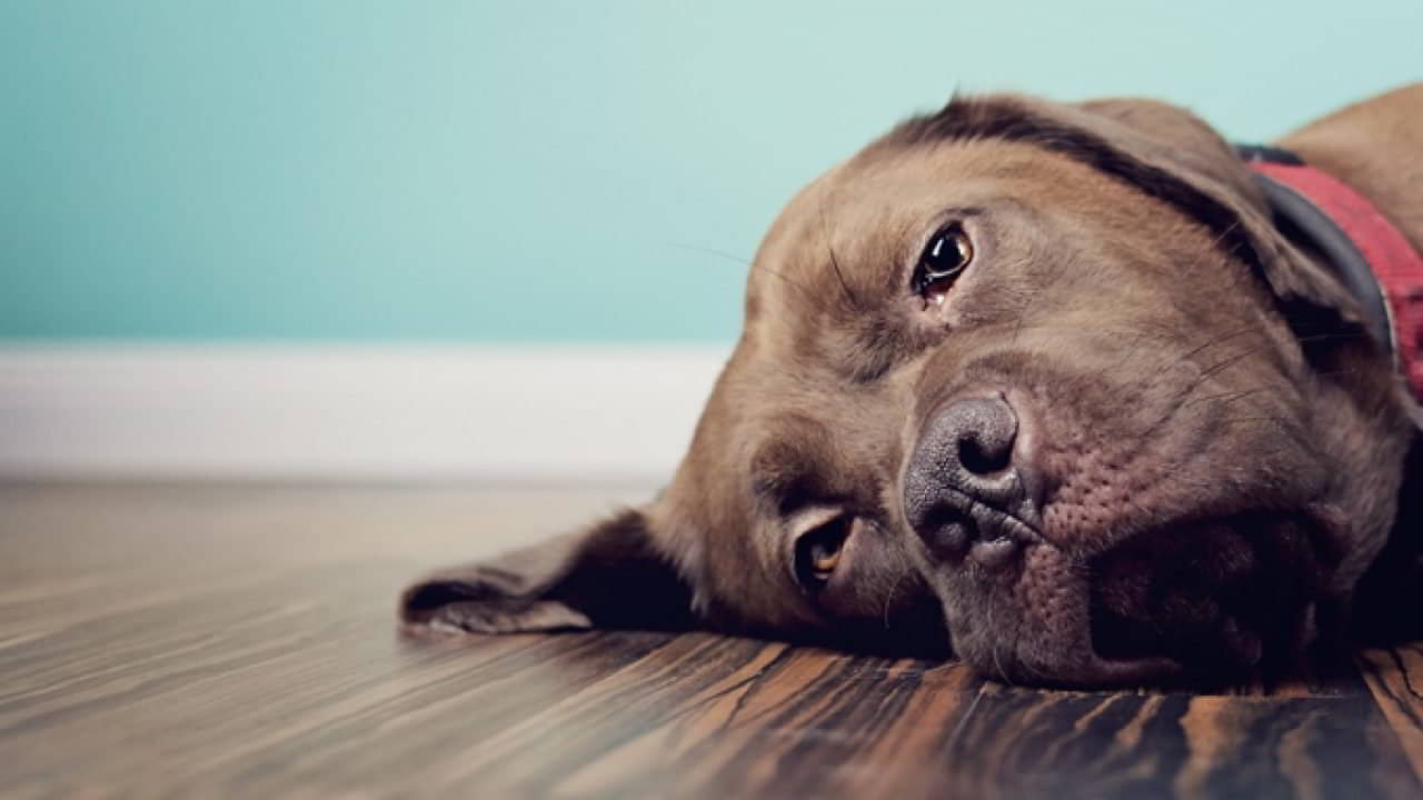 8 Sure-Fire Dog Constipation Home Remedies