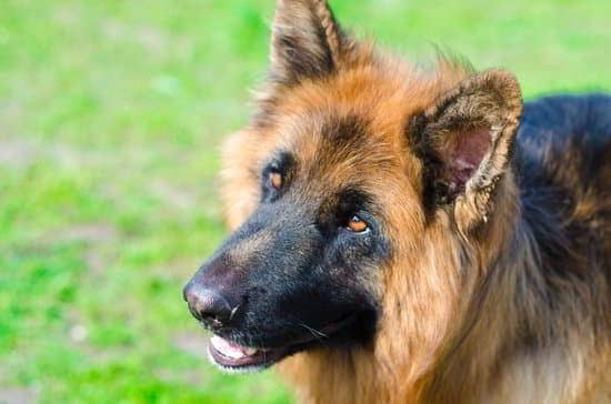 Czech Shepherd: Dog Breed Profile
