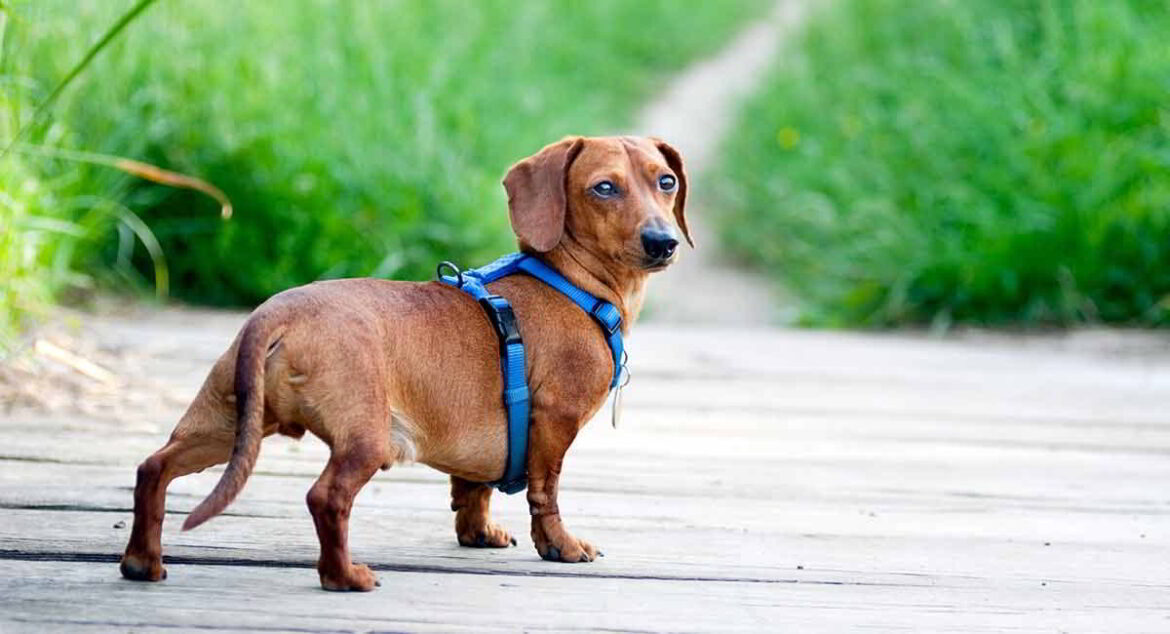 For Your Dachshund: Collar or Harness?