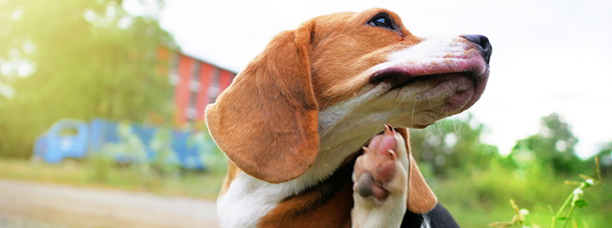The Most Common Dog and Puppy Allergies Explained