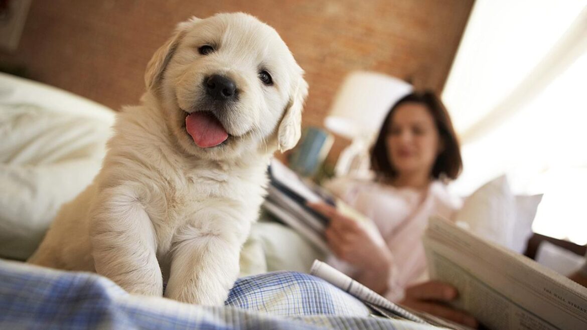 How to Talk to Puppies With Dog Language